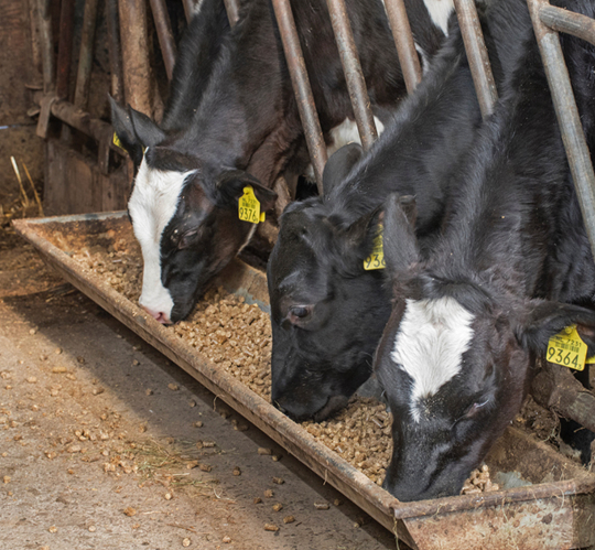 Antibiotic testing – now available!